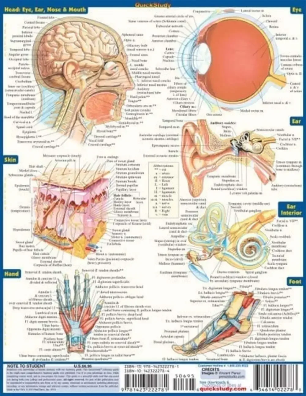 NEW QuickStudy | Anatomy Laminated Tri-Fold Study Guide ~ FAST FREE SHIPPING!